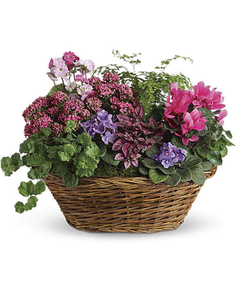 Chic en basket on sale
