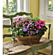 Simply Chic Mixed Plant Basket