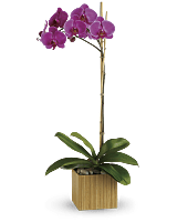 Teleflora's Imperial Purple Orchid