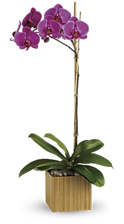 Order Teleflora's Imperial Purple Orchid arrangement