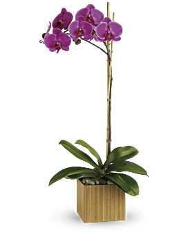 Orchid Bouquet Orchid Arrangements Teleflora