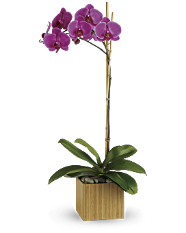 Planta de orquídea púrpura imperial de Teleflora