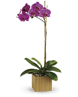 Orchidée Rose + Cache pot Transparent