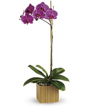 Orchidée impériale violette de Teleflora