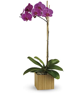 Teleflora's Imperial Purple Orchid Plants