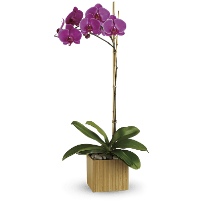 Orchidée violette impériale de Teleflora