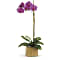 Teleflora's Imperial Purple Orchid Plant