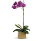 Imperial Purple Orchid