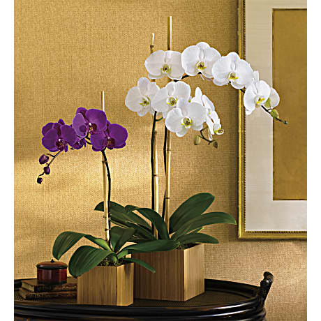 Teleflora's Imperial Purple Orchid Plant - Teleflora