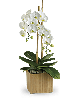 White , Opulent Orchids , Same Day Flower Delivery By Teleflora