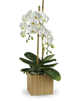 Teleflora's Opulent Orchids