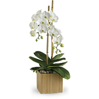 orquídea