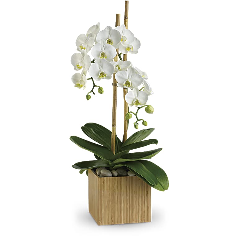 Opulent Orchids