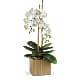 Opulent Orchids