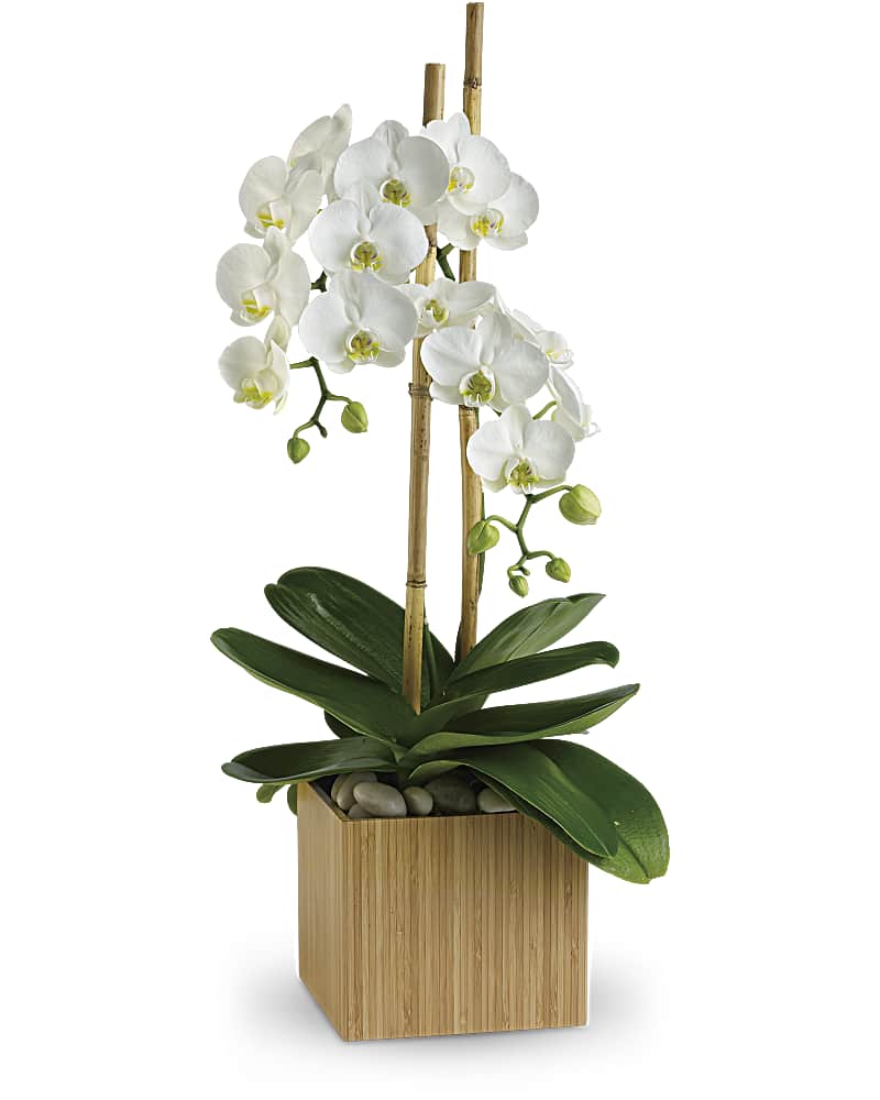Teleflora S Opulent Orchids Plant Teleflora