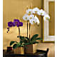 Opulent Orchids