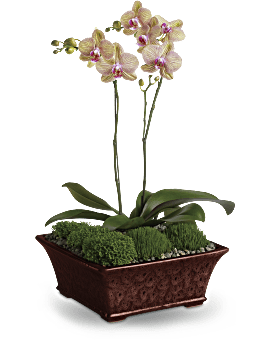 Purple , Orchids , Divine Orchid , Same Day Flower Delivery By Teleflora