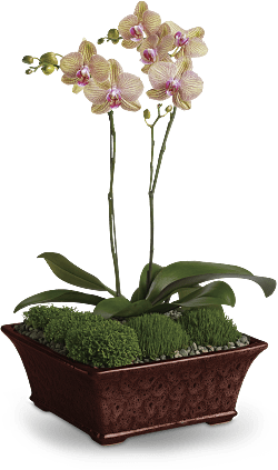 Send Divine Orchid plant