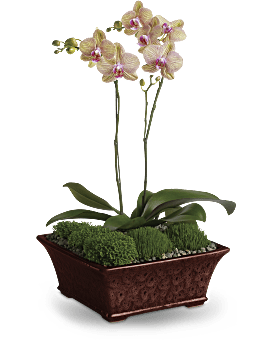 Divine Orchid Plant
