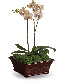 Arreglo de Orquideas