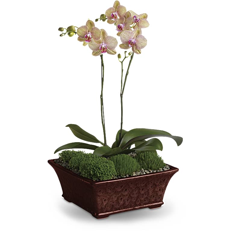 Divine Orchid
