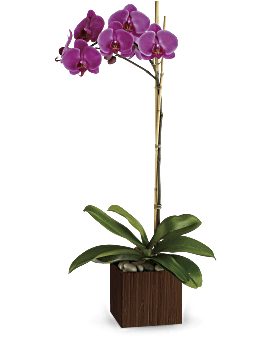 Purple , Orchids , Sublime Orchid , Same Day Flower Delivery By Teleflora