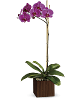 Teleflora's Sublime Orchid