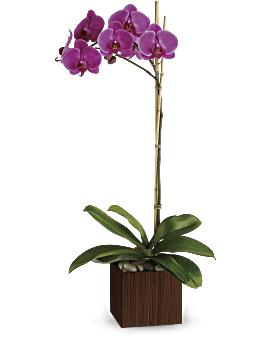 Teleflora's Sublime Orchid