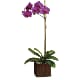 Sublime Orchid