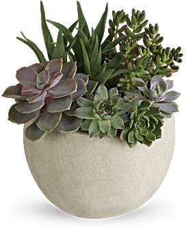 Green Sedum & Echeveria Succulents, River Rocks In A Weathered Slate Round Pot. Same Day Flower Delivery. Teleflora Desert Beauty Succulent Garden.