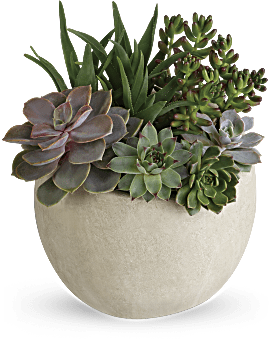 Desert Beauty Succulent Garden