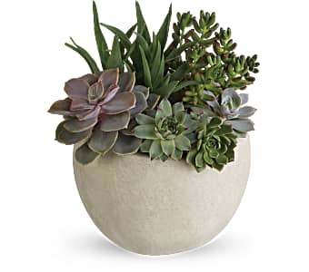 Order a beautiful Desert Beauty Succulent Garden arrangement