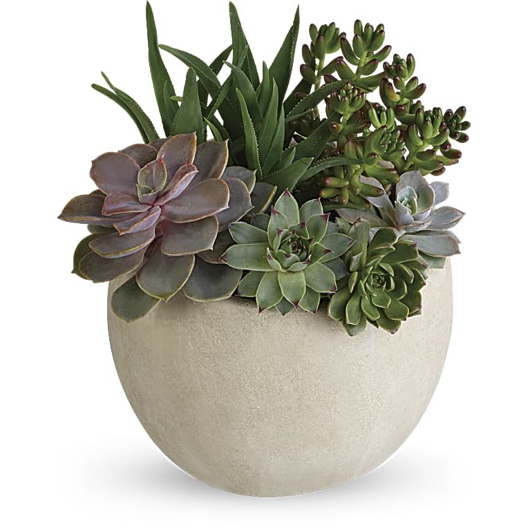 Desert Beauty Succulent Garden