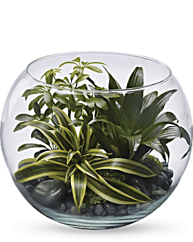 Terrarium Sphère de tranquillité, plante
