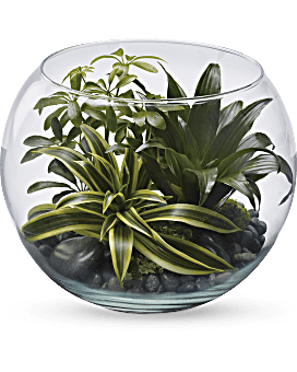 Terrarium Sphère de tranquillité, plante