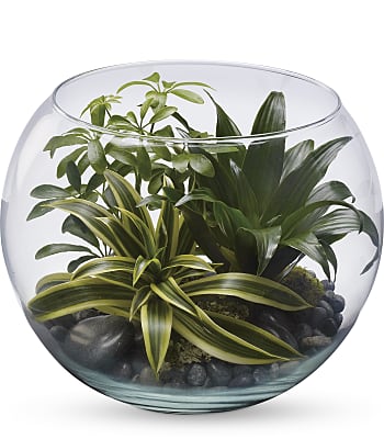 Sphere Of Tranquility Terrarium Plants