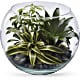 Sphere Of Tranquility Terrarium