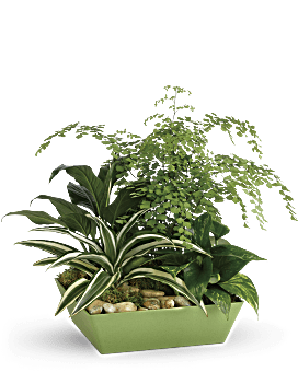 Green , Mixed Bouquets , Forever Green Plant Garden , Same Day Flower Delivery By Teleflora