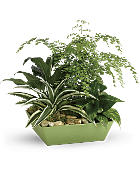 Forever Green Plant Garden Plant