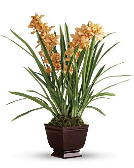 Orange , Orchids , Regally Yours Orchid , Same Day Flower Delivery By Teleflora