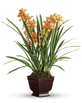 Teleflora's Regally Yours Orchid Plant