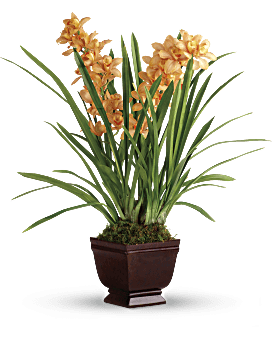 Teleflora's Regally Yours Orchid Plant