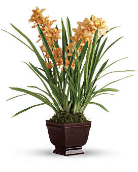 Plante Orchidée À toi royalement de Teleflora