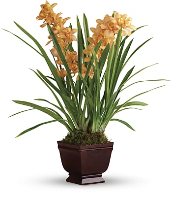 Teleflora's Regally Yours Orchid Plants