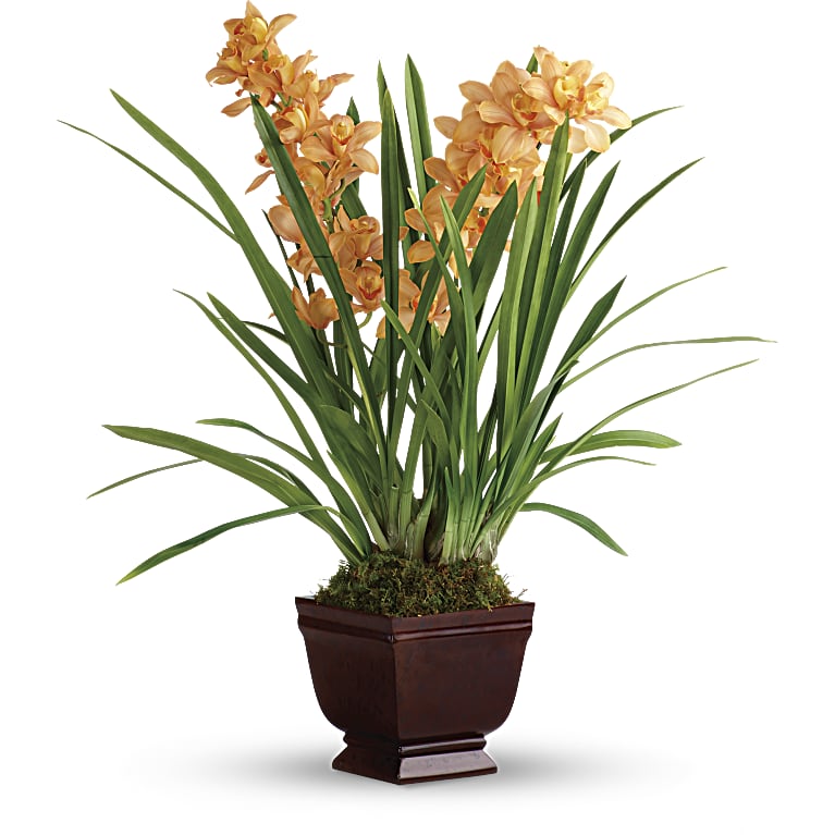 Regally Yours Orchid