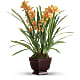 Regally Yours Orchid