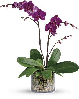 Purple Phalaenopsis Orchid With Natural River Rocks And Sheet Moss In A Cylinder Vase. Same Day Flower Delivery. Teleflora Glorious Gratitude Orchid.