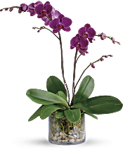 Glorious Gratitude Orchid Plants