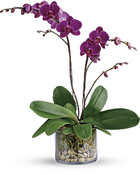 Ramo de orquídeas | Arreglos de orquídeas | Teleflora