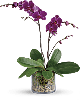 Glorious Gratitude Orchid Plant